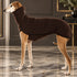chaleco terciopelo perro elegante