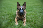 bozal de cuero antimordiscos para perros