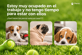Lanzador Automático de Pelotas para Perros