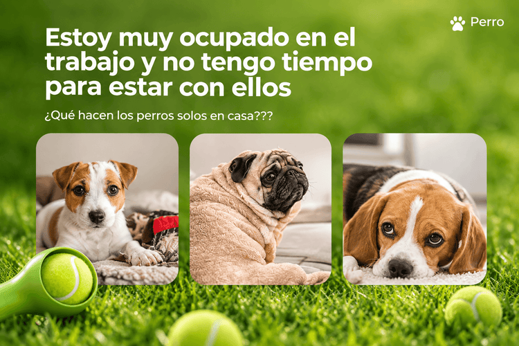 Lanzador Automático de Pelotas para Perros